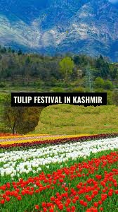 Kashmir Tulip Festival Full Package